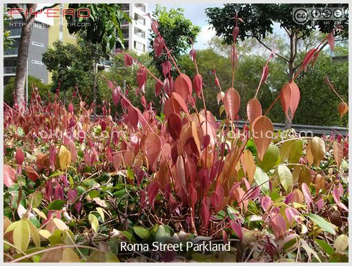 Roma Street Parkland, โรม่าสตรีทปาร์คแลนด์, สวนต้นไม้, ไม้แปลก, ไม้หา ยาก, ต้นไม้, ดอกไม้, aKitia.Com